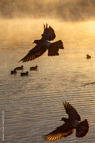 Silhouette of birds taking off in the dawn fog