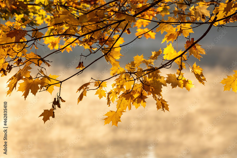 Bright yellow maple leaves on the tree. Golden autumn. Bright yellow maple leaves on the tree. Golden autumn.