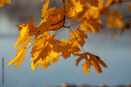 Bright yellow maple leaves on the tree. Golden autumn.