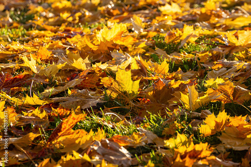 Beautiful texture of yellow maple leaves on the grass