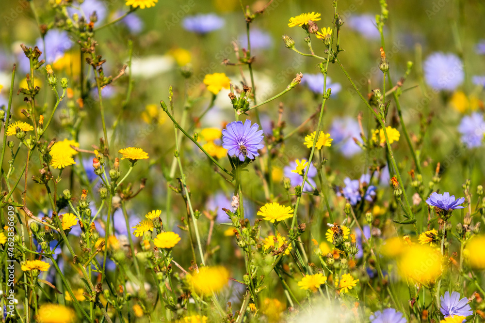 Colorful meadow