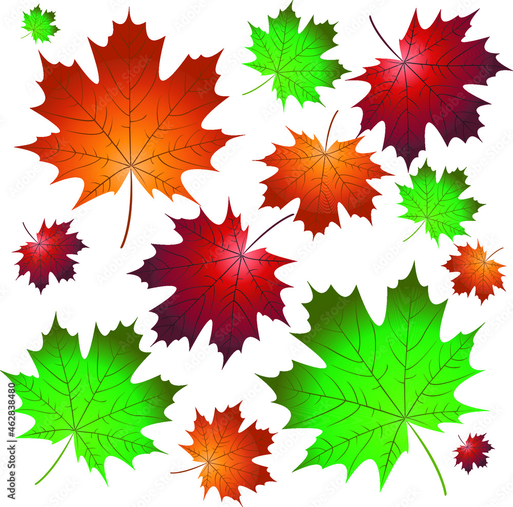 a collection of autumn yellow maple leaves a collection of autumn yellow maple leaves