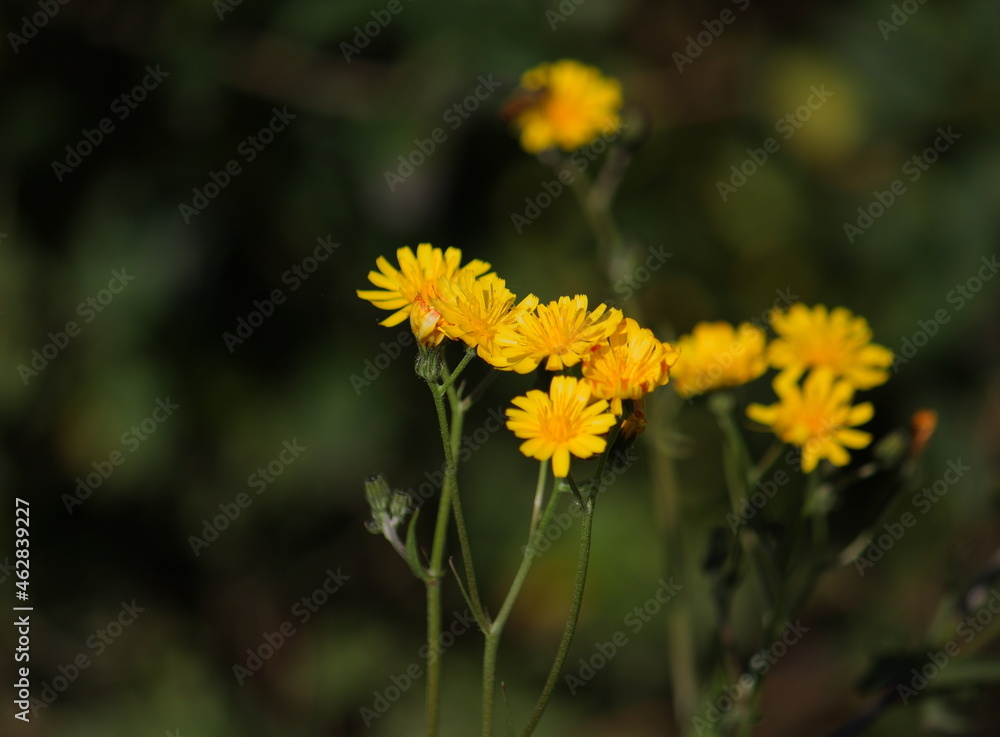 Image of yellow flowers of a Daudistle plant Image of yellow flowers of a Daudistle plant
