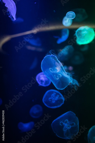 Jellyfish in different colors of light © jiratha