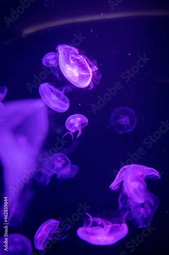 Jellyfish in different colors of light