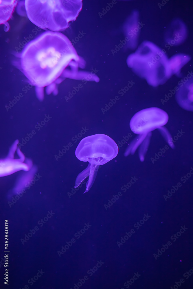 Jellyfish in different colors of light Jellyfish in different colors of light