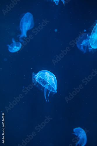 Jellyfish in different colors of light