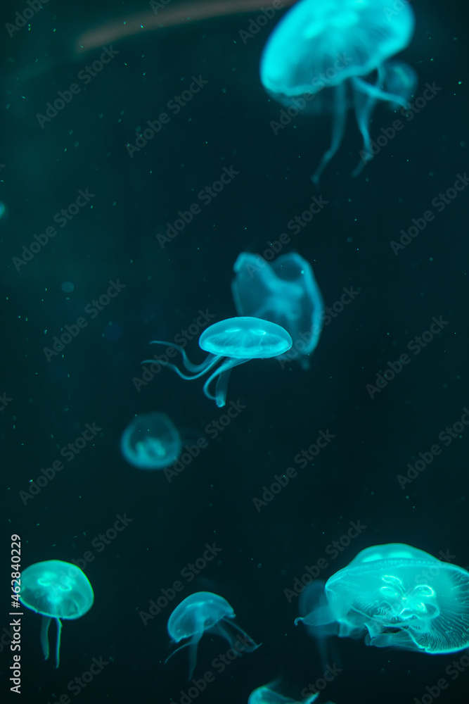 Obraz premium Jellyfish in different colors of light