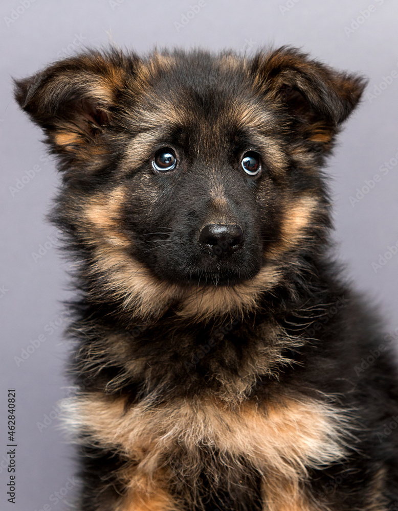 sad muzzle of a fluffy german shepherd puppy