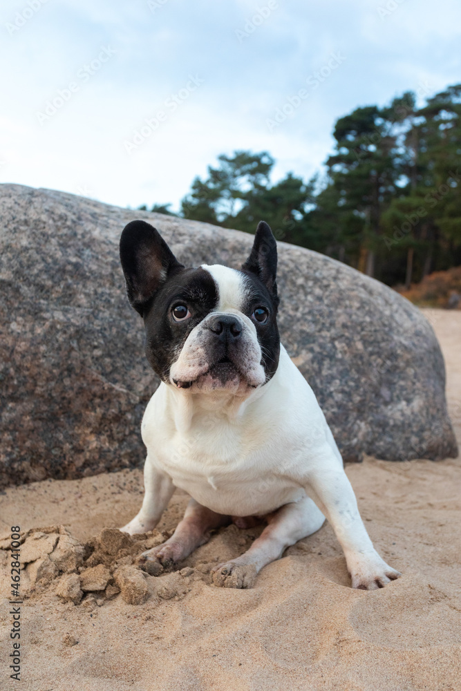 The French Bulldog is sitting on the beach against the backdrop of a large stone. Traveling with pets.