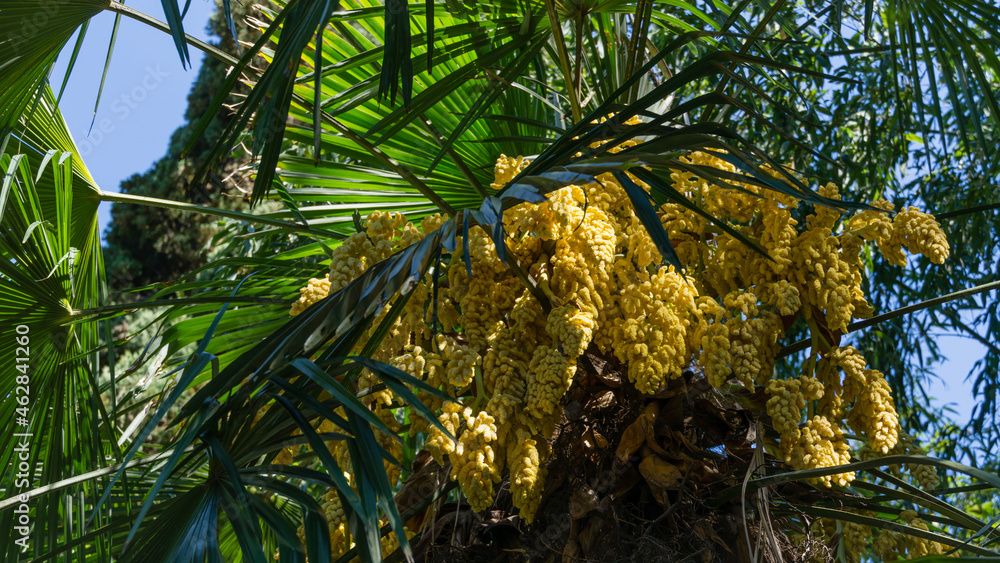 Fototapeta premium Beautiful blooming Chinese windmill palm (Trachycarpus fortunei) or Chusan palm. Close-up of yellow flowers in spring Arboretum Park Southern Cultures in Sirius (Adler) Sochi. Nature concept