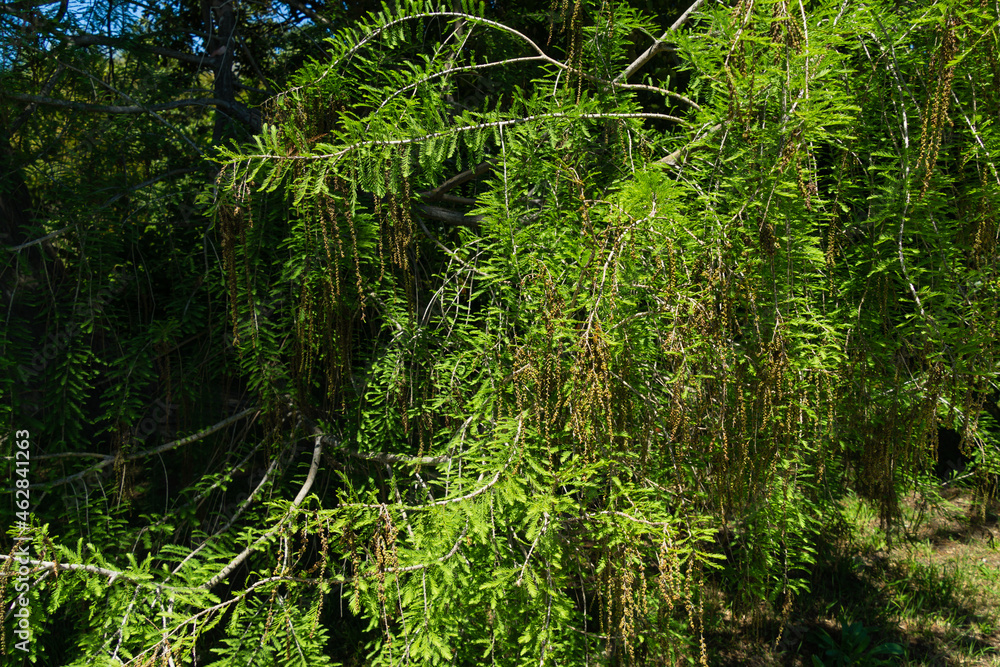 Close-up of blooming Taxodium mucronatum (Taxodium Huegelii Lawson) branches, commonly known as Montezuma bald cypress or Montezuma cypress in Arboretum Park Southern Cultures in Sirius (Adler) Sochi