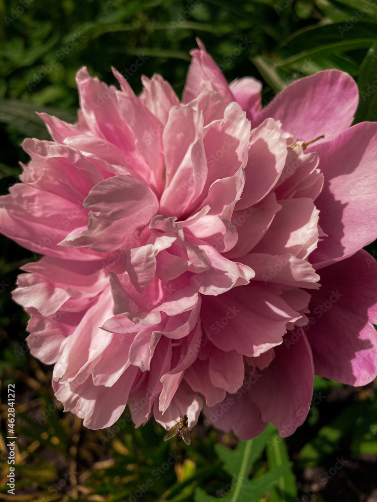 pink flower pink flower