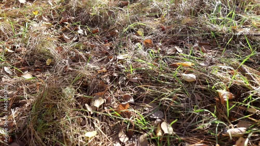 dry grass with yellow leaves in an autumn forest on a sunny day, shooting from the bottom point, camera movement to the side dry grass with yellow leaves in an autumn forest on a sunny day, shooting from the bottom point, camera movement to the side