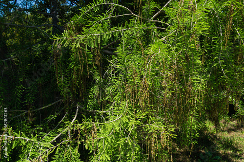 Close-up of blooming Taxodium mucronatum  Taxodium Huegelii Lawson  branches  commonly known as Montezuma bald cypress or Montezuma cypress in Arboretum Park Southern Cultures in Sirius  Adler  Sochi