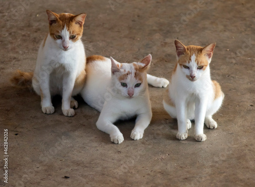Domestic cats, Felis silvestris catus photo