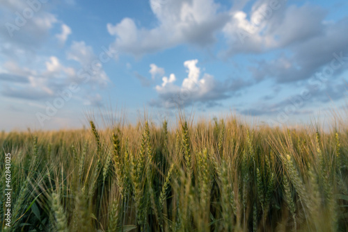 wheat field and blue sky