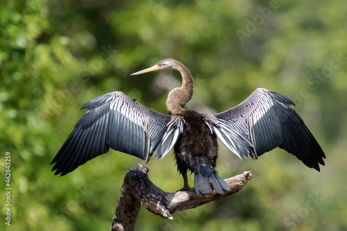 Malaysia, Borneo, Sabah, Kinabatangan river, Oriental darter