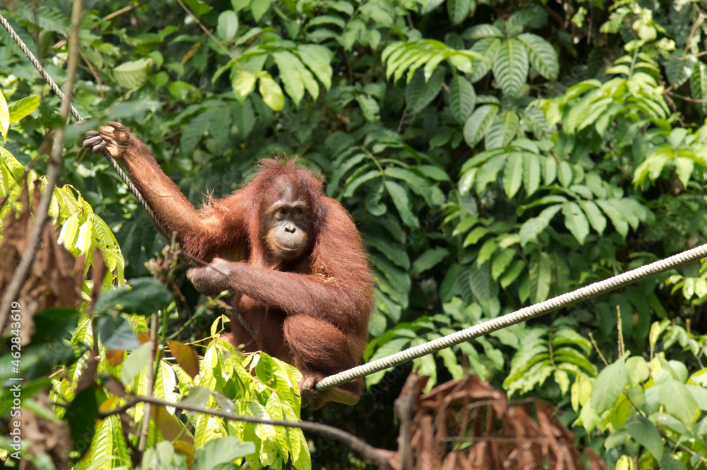 Malaysia, Borneo, Sabah, female Bornean orang-utan crouching on a rope ...