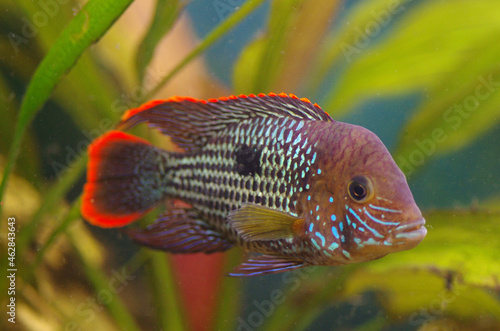 The green terror or  Andinoacara rivulatus, colorful freshwater fish in the cichlid family