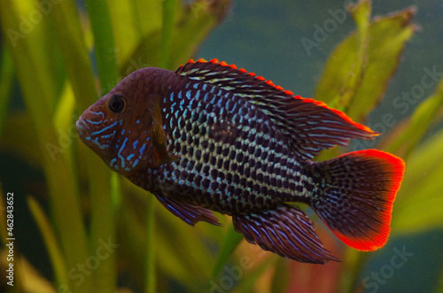 The green terror or  Andinoacara rivulatus, colorful freshwater fish in the cichlid family