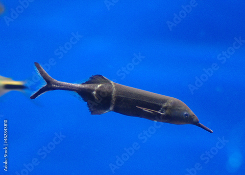 Gnathonemus petersii or Elephantnose fish