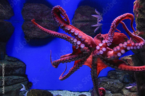Octopus live in the aquarium