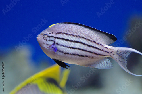 Genicanthus lamarck, the blackstriped angelfish or Lamarck's angelfish