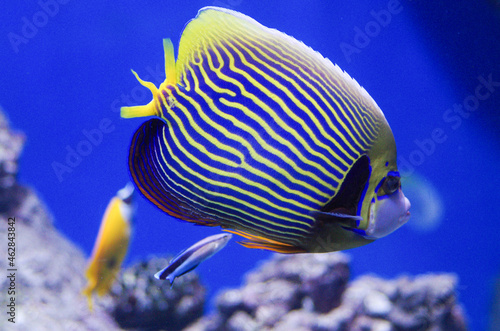 The emperor angelfish, Pomacanthus imperator photo