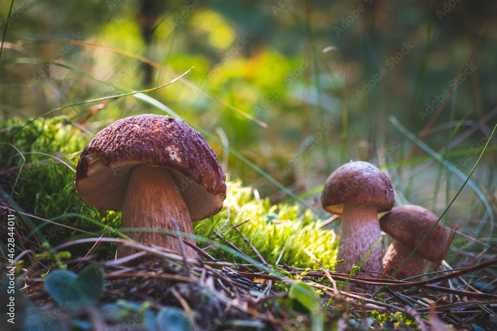 three edible porcini mushrooms grow in forest three edible porcini mushrooms grow in forest