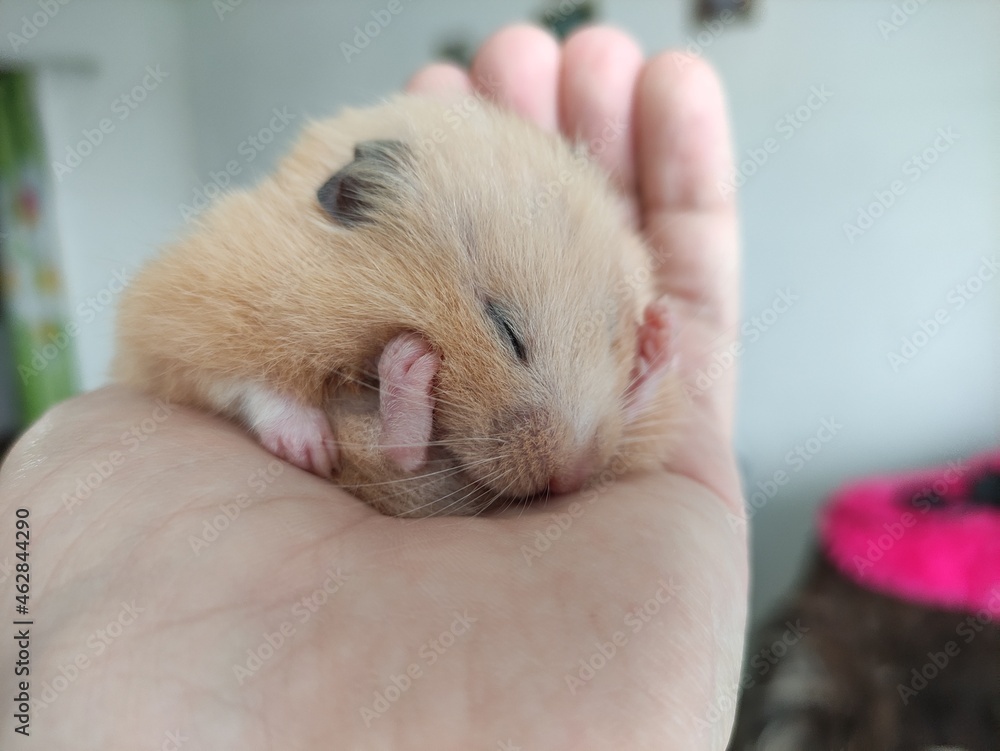 Syrian hamster sleeps in the hand of the owner Syrian hamster sleeps in the hand of the owner