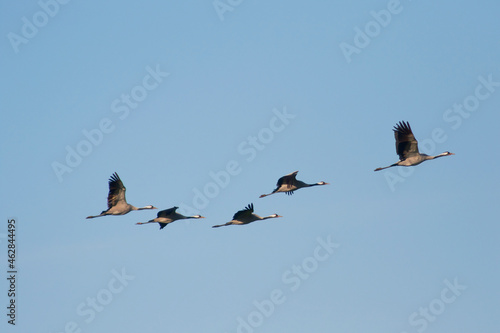 Germany, Flock of common cranesÔøΩ(GrusÔøΩgrus)ÔøΩflying against clear blue sky photo
