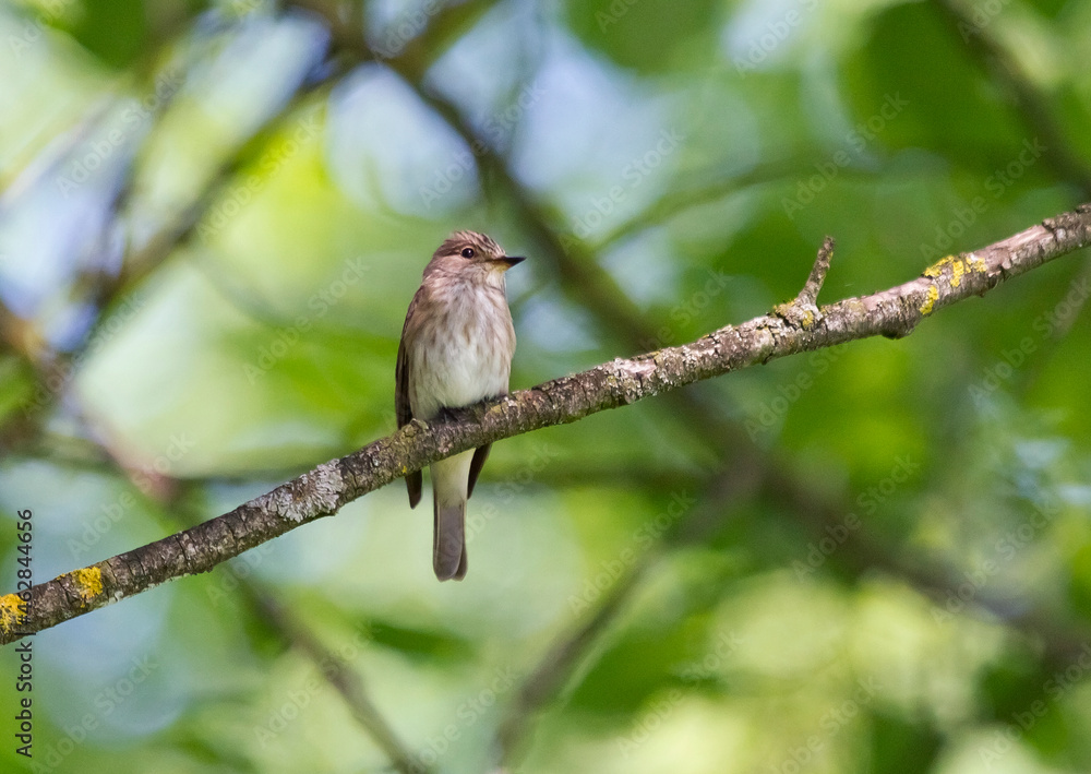 Typical warbler on twig, Bavaria, Germany Typical warbler on twig, Bavaria, Germany