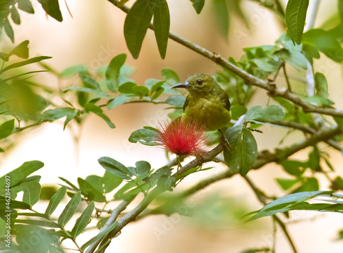 Malaysia, Borneo, Sabah, Sepilok nature reserve, Olive-backed sunbird perching on twig photo