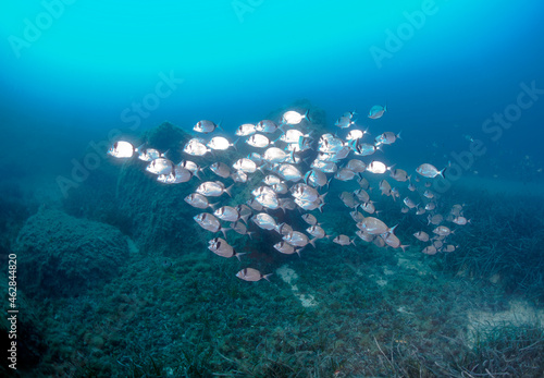 School of fish common bream swimming in sea, Calvi, Corsica, France photo