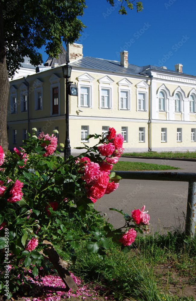 VELIKY NOVGOROD, RUSSIA - July, 2021: Rose on the territory of the Novgorod Kremlin in summer sunny day