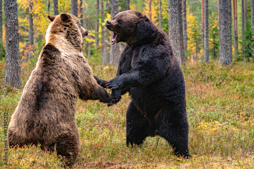 Brown bear fight photo