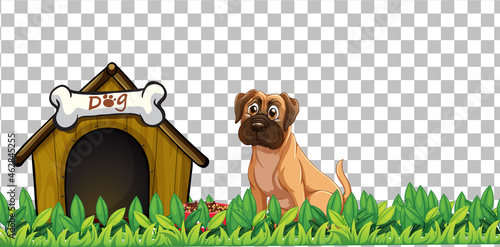 Boxer dog with dog house on transparent background