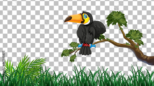 Toucan on the grass field on transparent background