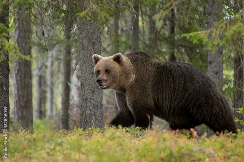 Brown bear in autumnal forest, Kuhmo, Finland photo