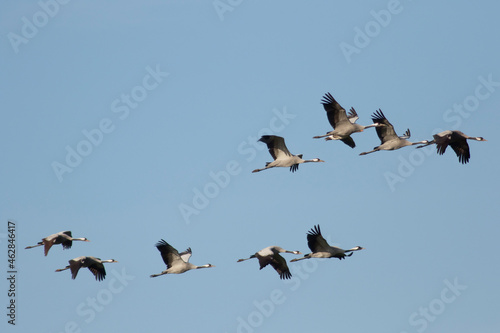 Germany, Flock of common cranes (Grus grus) flying against clear blue sky photo