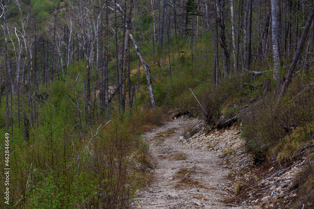 Taiga in the Primorsky region. An old timber road among the destroyed taiga. Old logging site. Dry trees stand on the side of the mountain. Taiga in the Primorsky region. An old timber road among the destroyed taiga. Old logging site. Dry trees stand on the side of the mountain.