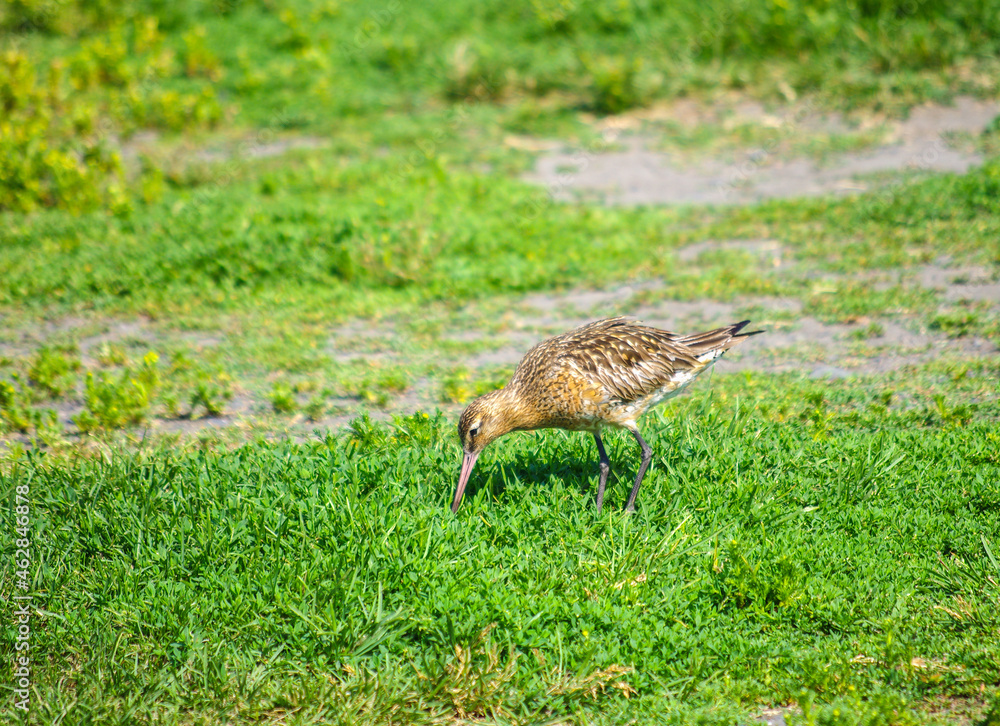The common snipe or Gallinago gallinago The common snipe or Gallinago gallinago