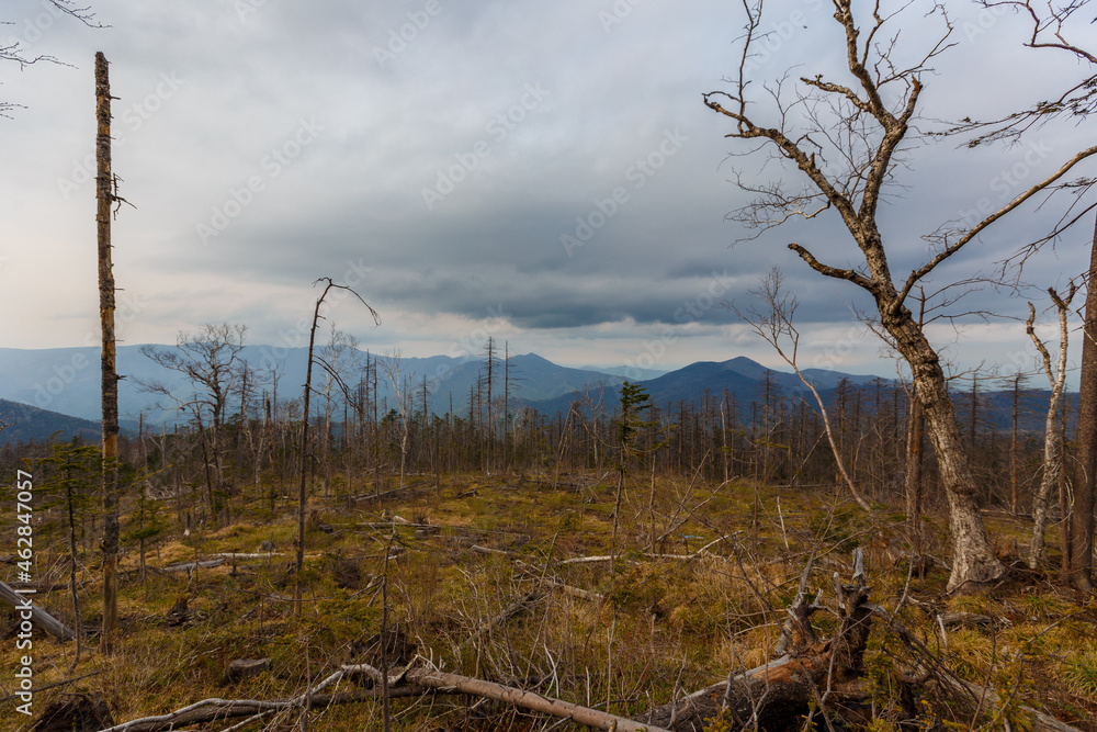 Taiga in the Primorsky region. An old timber road among the destroyed taiga. Old logging site. Dry trees stand on the side of the mountain.