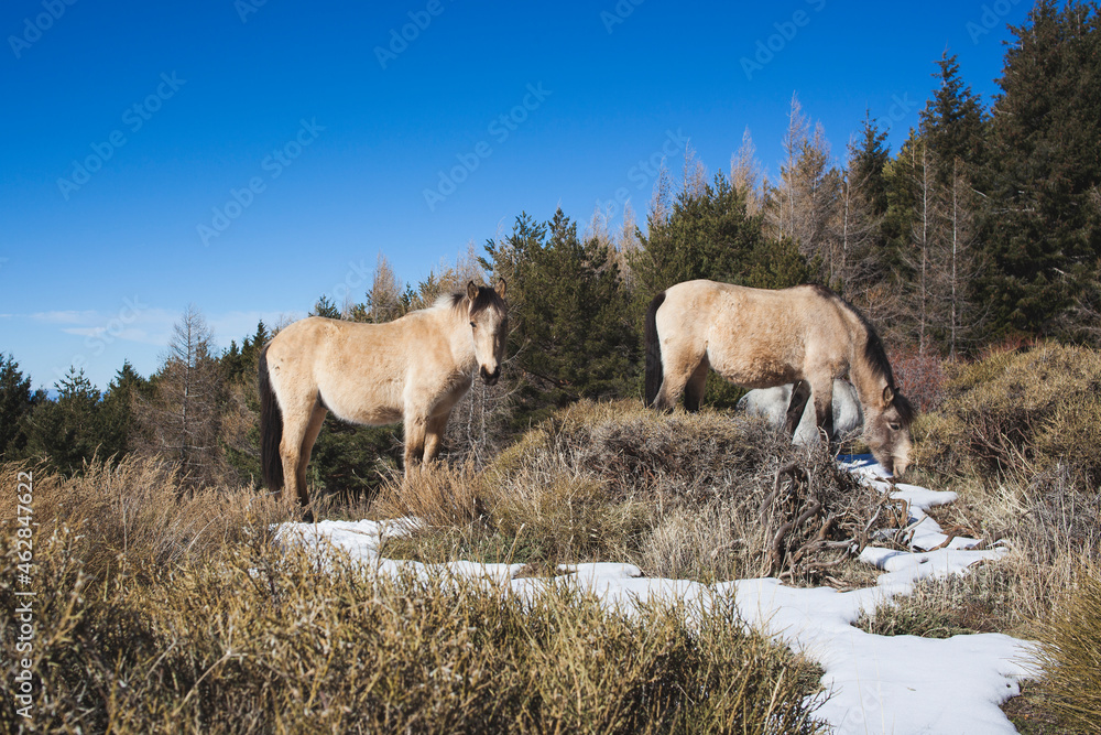 Spain, Andalusia, Granada, Andalusian wild horses grazing in snow Spain, Andalusia, Granada, Andalusian wild horses grazing in snow
