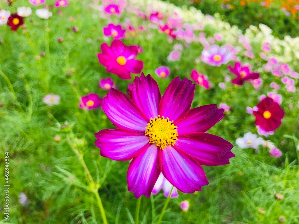 Obraz premium pink cosmos flower