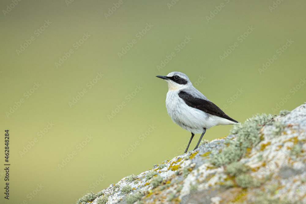 Fototapeta premium Collalba