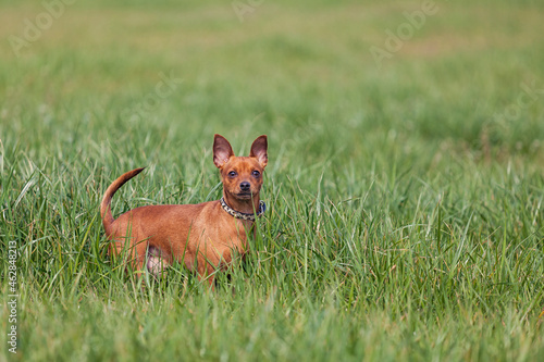 Red miniature pinscher looking at camera, standing on a meadow photo
