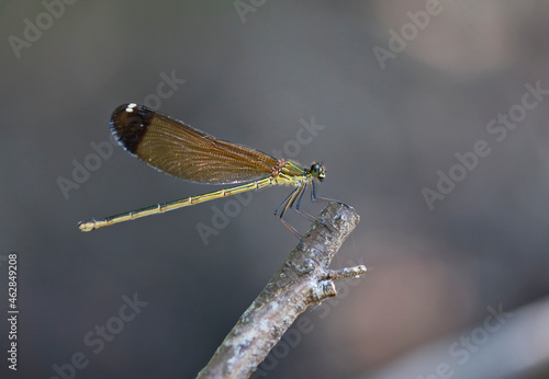 Close-up of damselfly on twig, Corsica, France photo