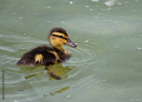 Mallard duckling on Chiemsee, Bavaria, Germany